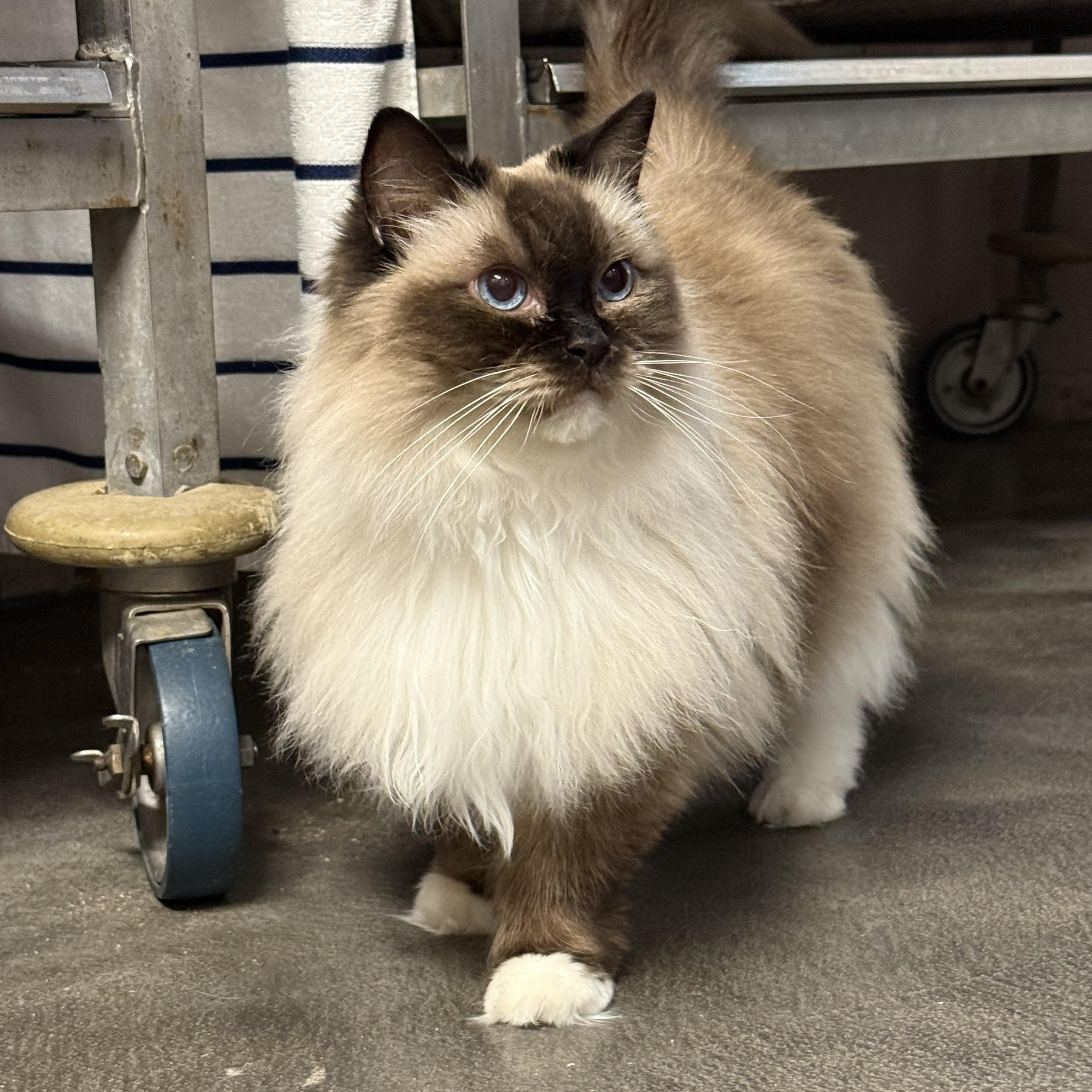 Enlarge Lilah, an adopted Ragdoll in West Milford, NJ image 1/1