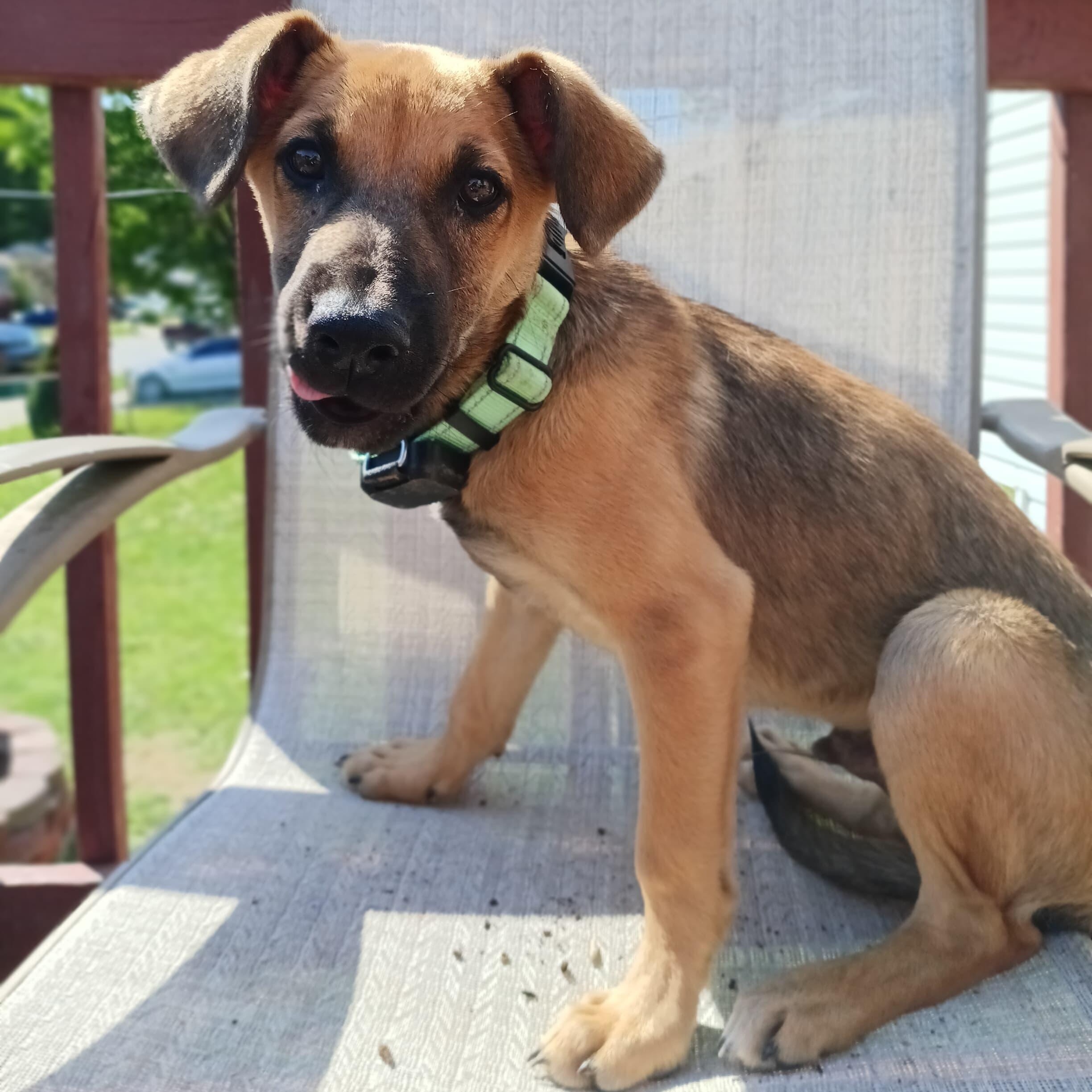 Mango, a ADOPTABLE mixed breed in Baltimore, MD image 1/4