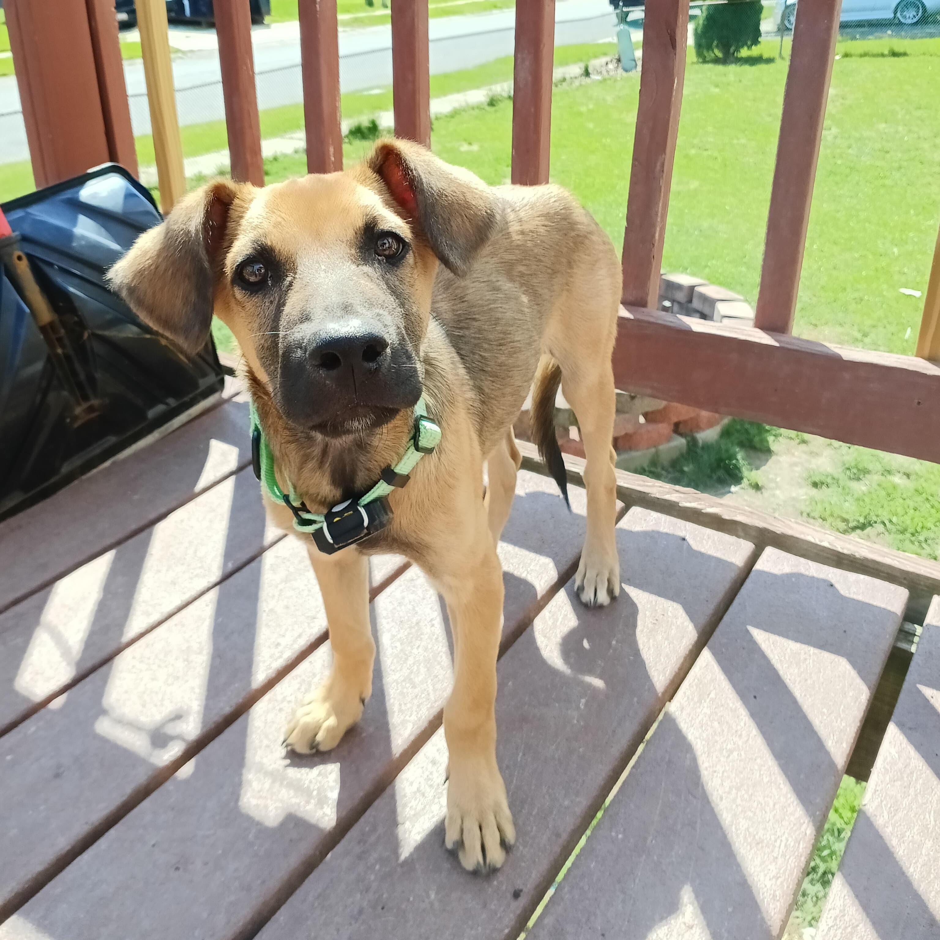 Mango, a ADOPTABLE mixed breed in Baltimore, MD image 3/4