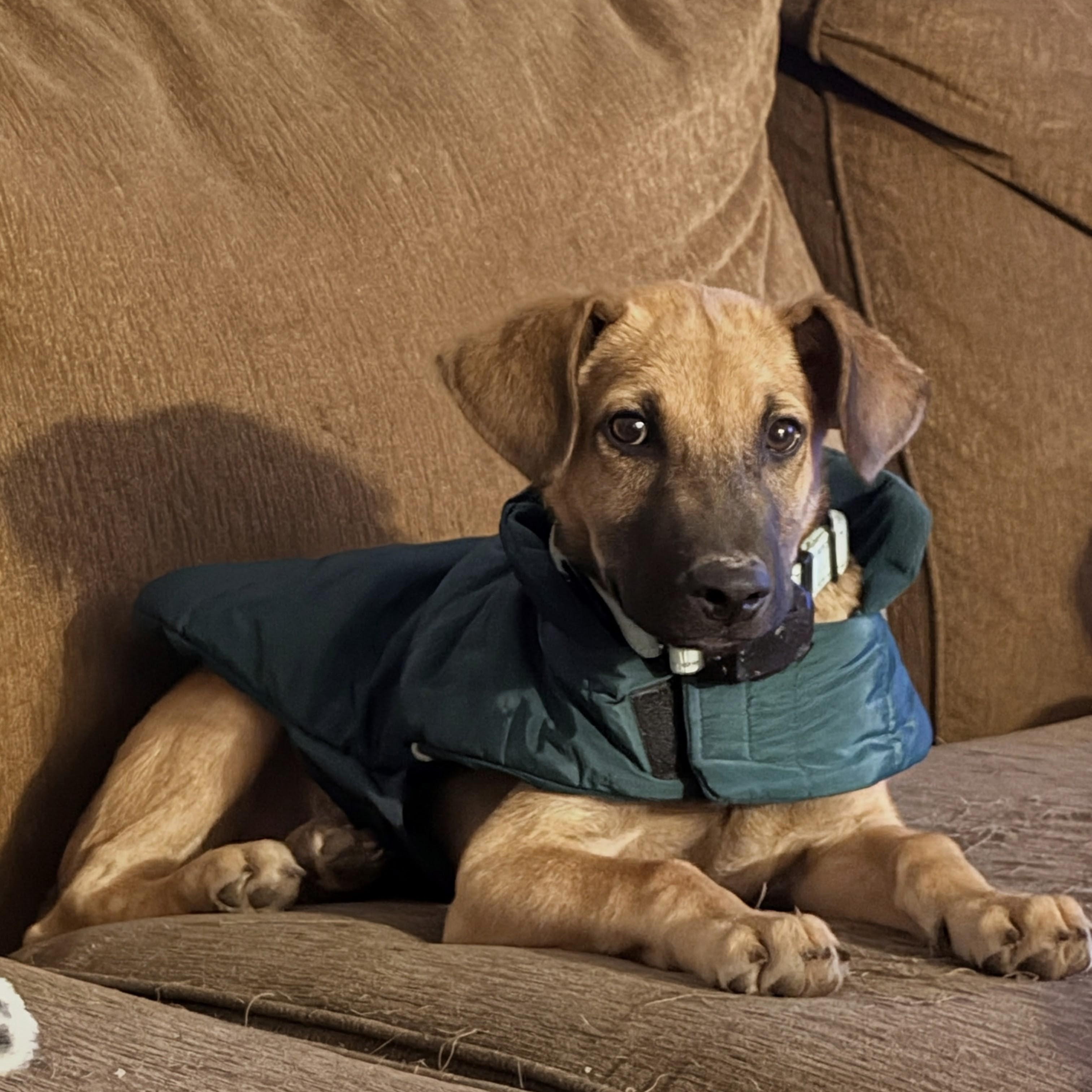 Mango, a ADOPTABLE mixed breed in Baltimore, MD image 2/4