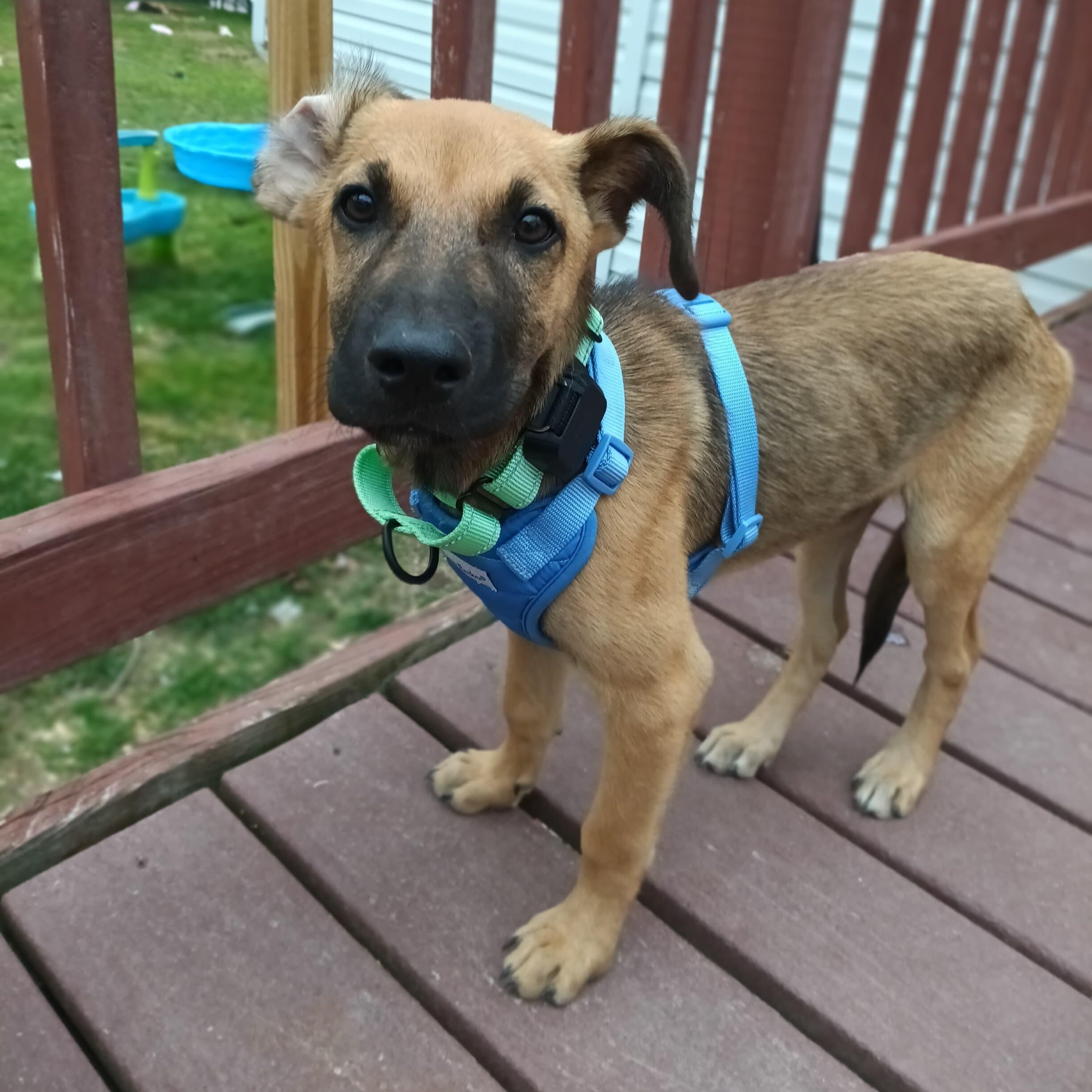 Mango, a ADOPTABLE mixed breed in Baltimore, MD image 4/4