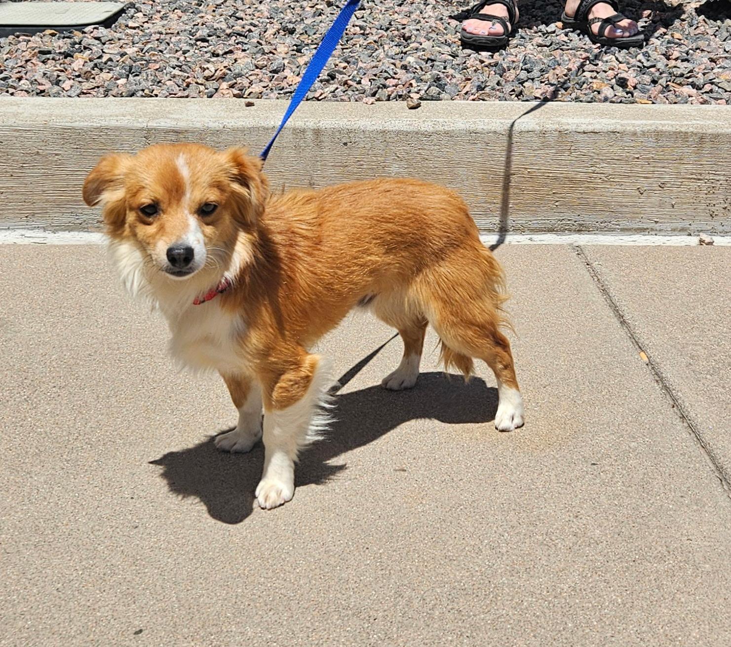 Mo, Young Male Chihuahua