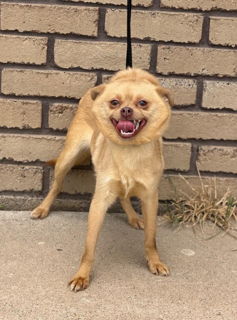 Poly Styrene, ADOPTABLE, Young Female Chihuahua & Pug.