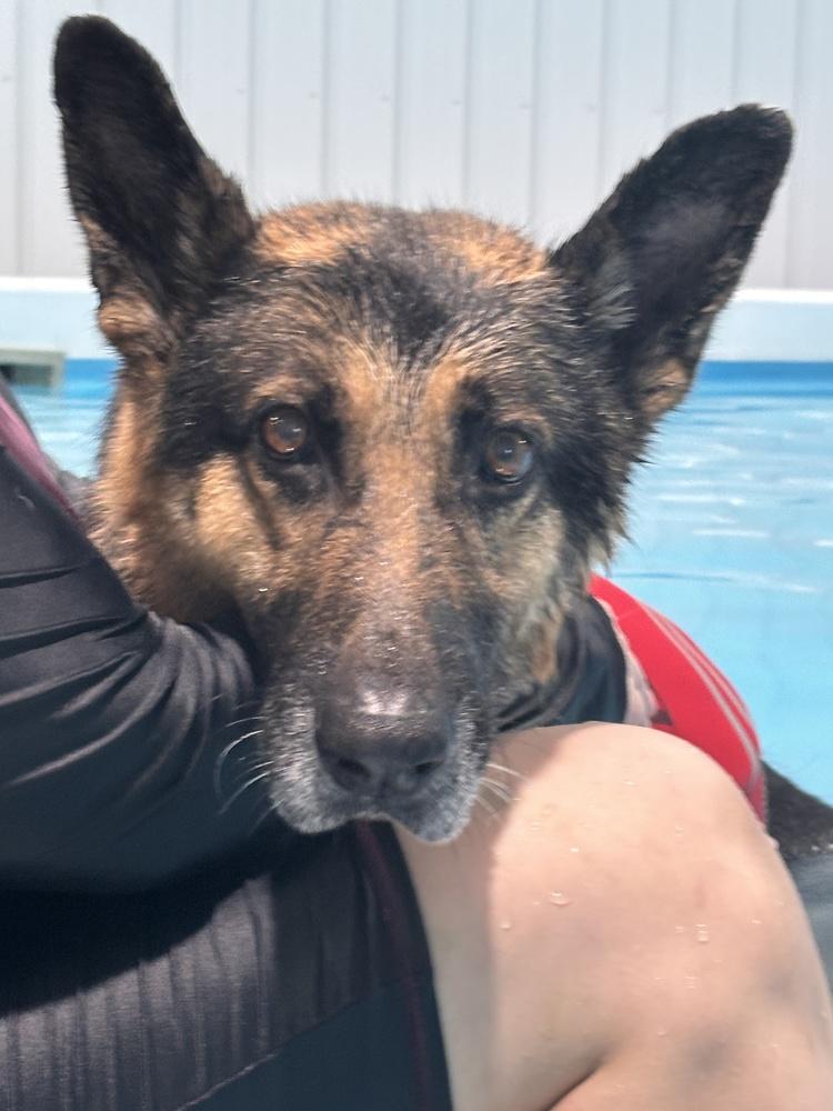 Saratoga, Adoptable, Adult Male German Shepherd Dog.