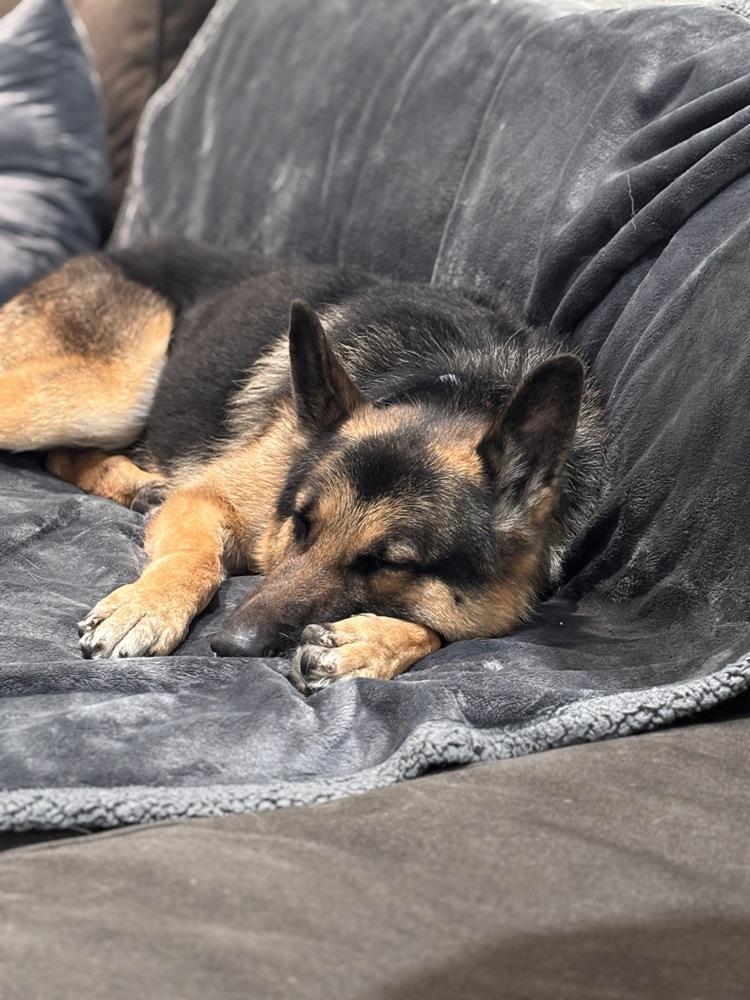 Saratoga, a Adoptable German Shepherd Dog in Suamico, WI image 2/6