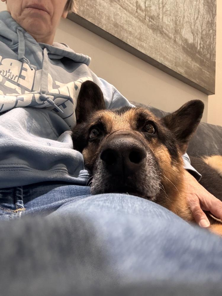 Saratoga, a Adoptable German Shepherd Dog in Suamico, WI image 3/6