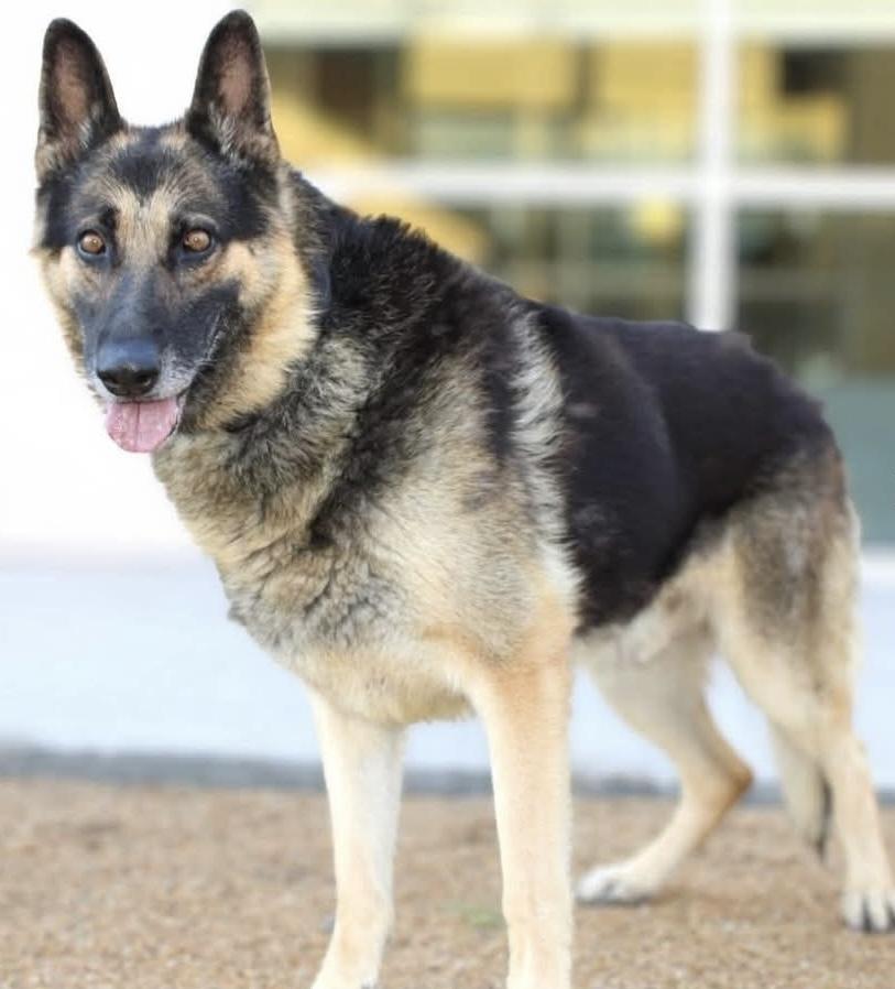 Saratoga, Adoptable, Adult Male German Shepherd Dog.