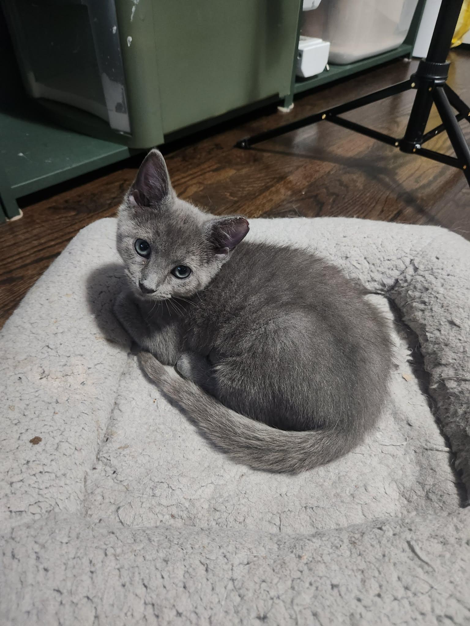 Enlarge Rosita and Remy, a Adoptable Russian Blue in Charlotte, NC image 6/6