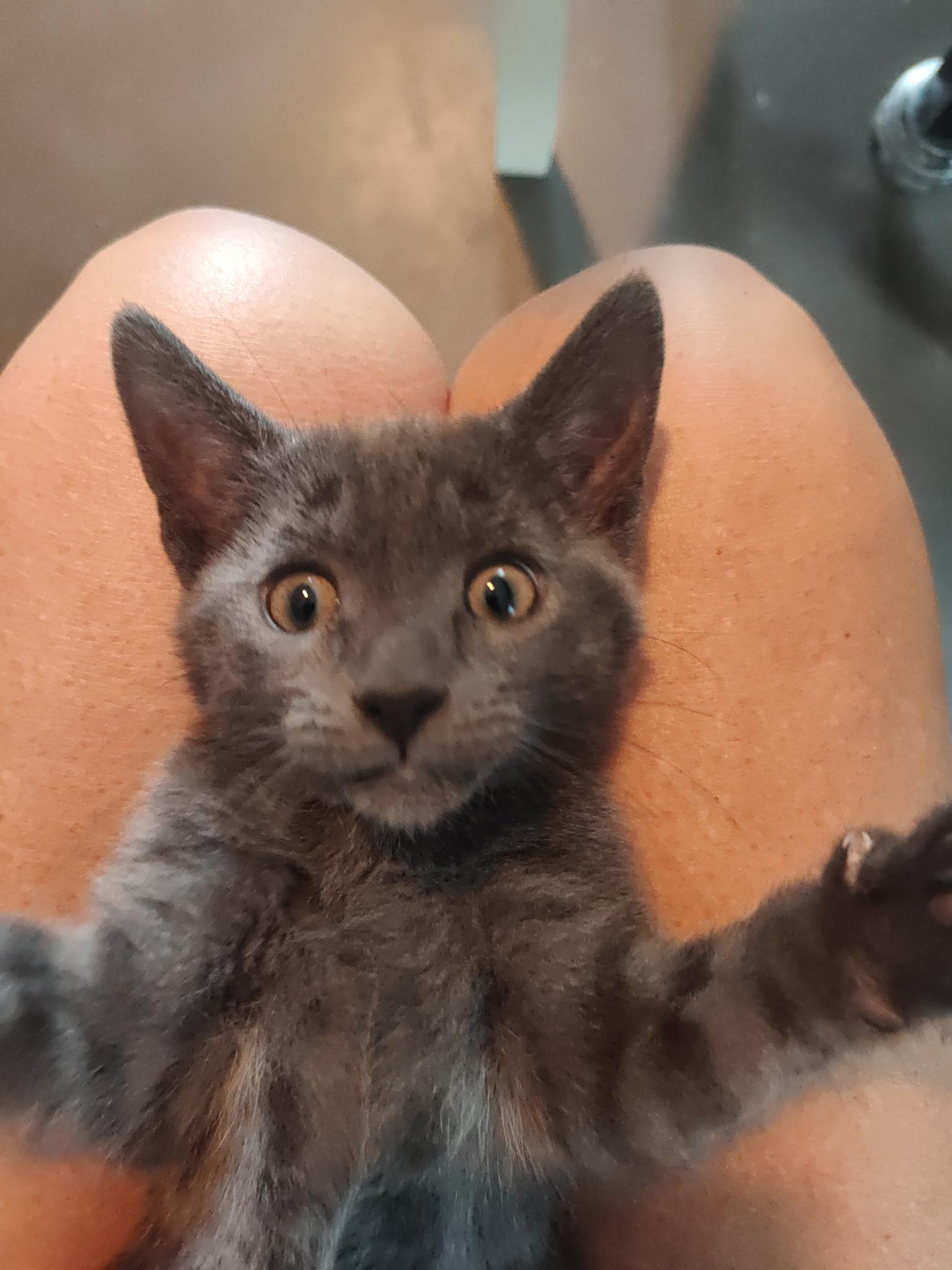Enlarge Rosita and Remy, a Adoptable Russian Blue in Charlotte, NC image 1/6