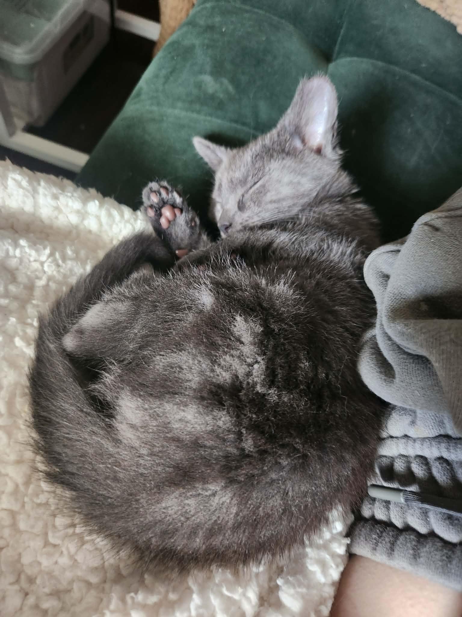 Enlarge Rosita and Remy, a Adoptable Russian Blue in Charlotte, NC image 2/6
