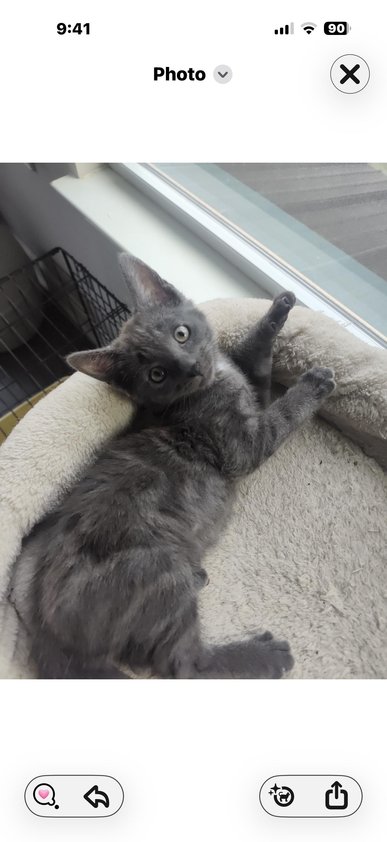 Enlarge Rosita and Remy, a Adoptable Russian Blue in Charlotte, NC image 3/6