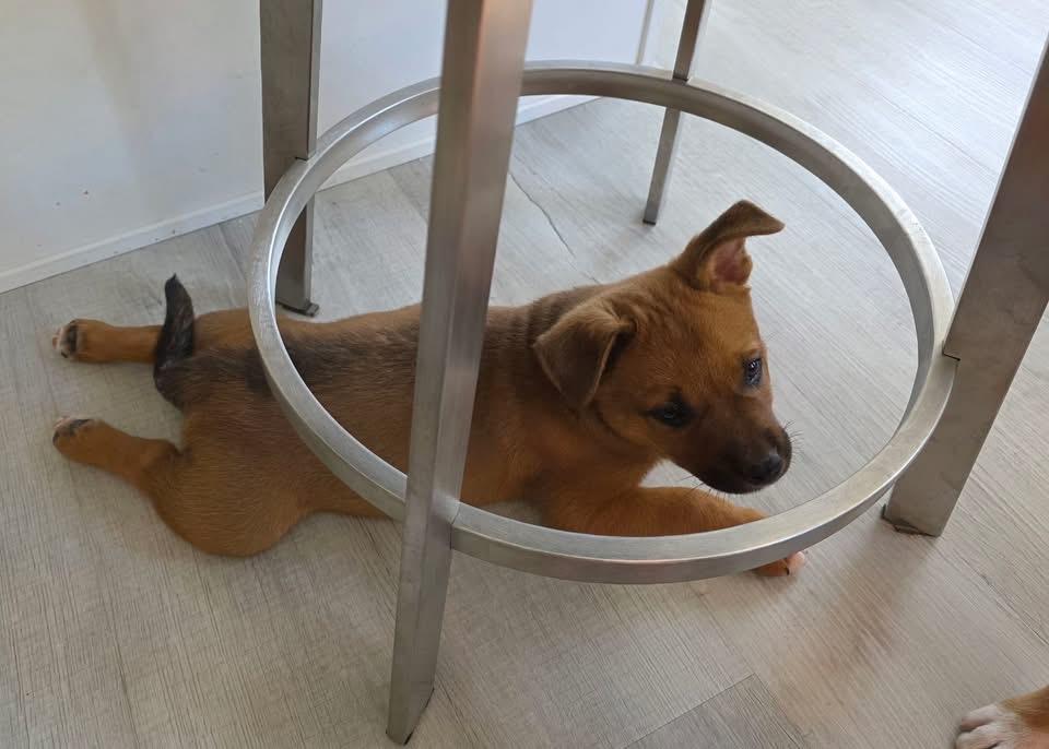 Ben, Adoptable, Puppy Male Black Mouth Cur.