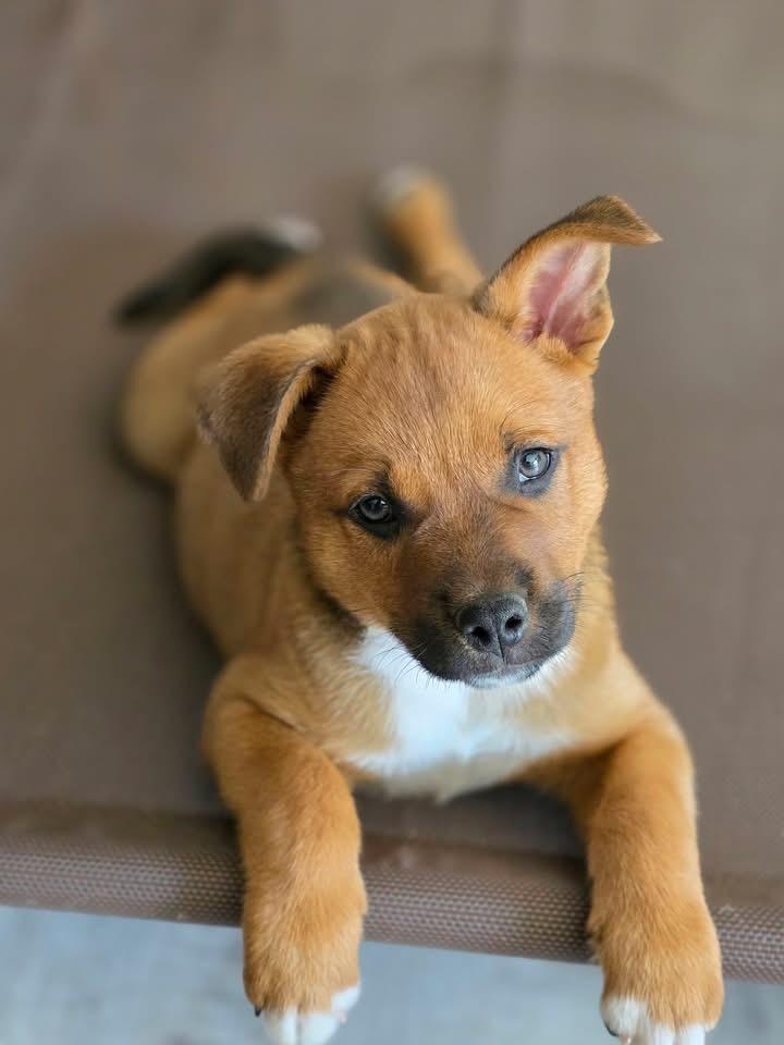 Enlarge Ben, a Adoptable mixed breed in Berlin, NJ image 2/3