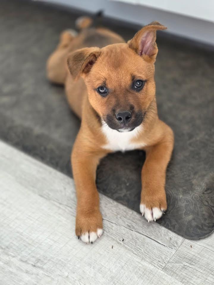 Enlarge Ben, a Adoptable mixed breed in Berlin, NJ image 3/3