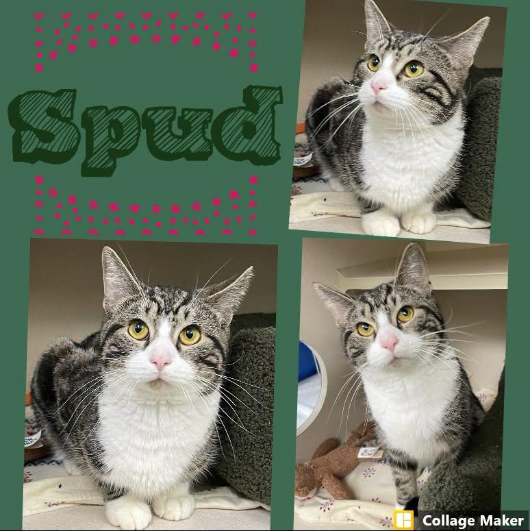 Enlarge Spud, a ADOPTABLE mixed breed in Clearfield, PA image 1/1
