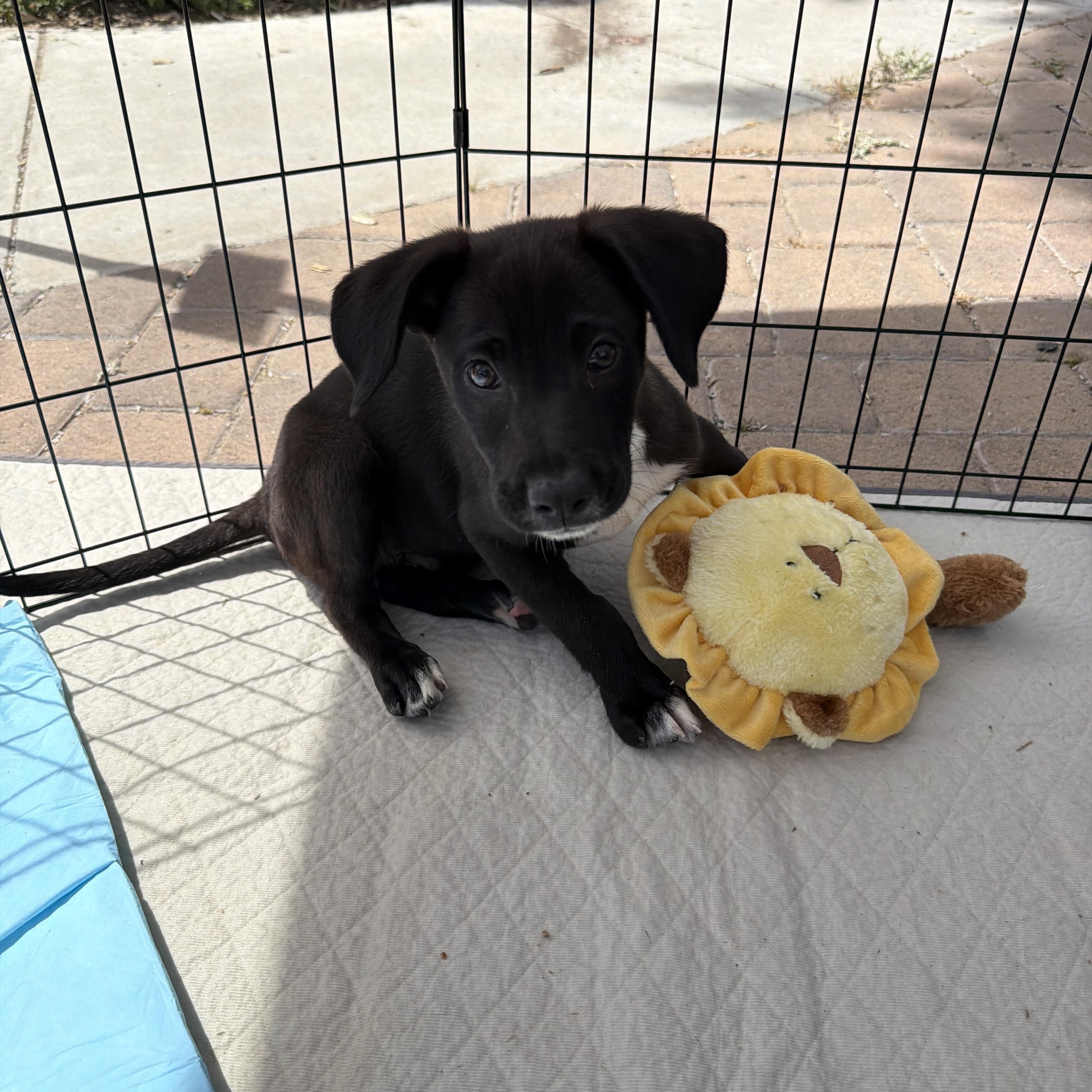 Enlarge Brio, a Adoptable mixed breed in San Diego, CA image 1/1