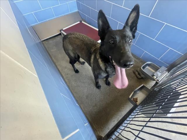 Enlarge PANTERA, a Adoptable Belgian Shepherd / Malinois in Norco, CA image 1/1