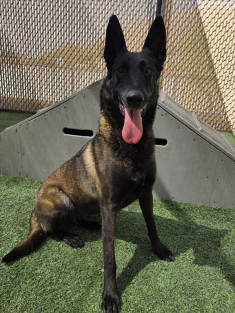 Enlarge PANTERA, a Adoptable Belgian Shepherd / Malinois in Norco, CA image 1/1