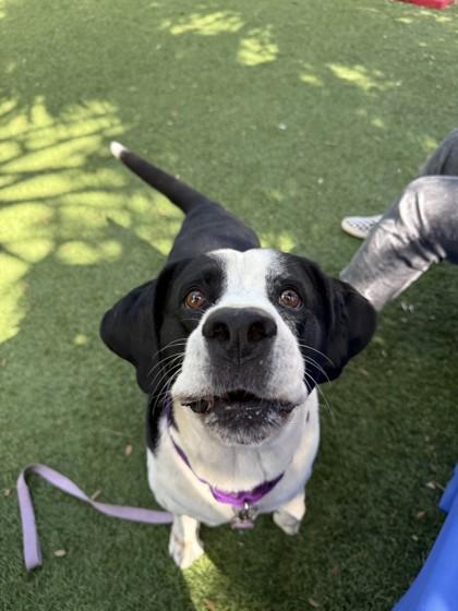 Oreo, Adoptable, Senior Male Hound & Mixed Breed.
