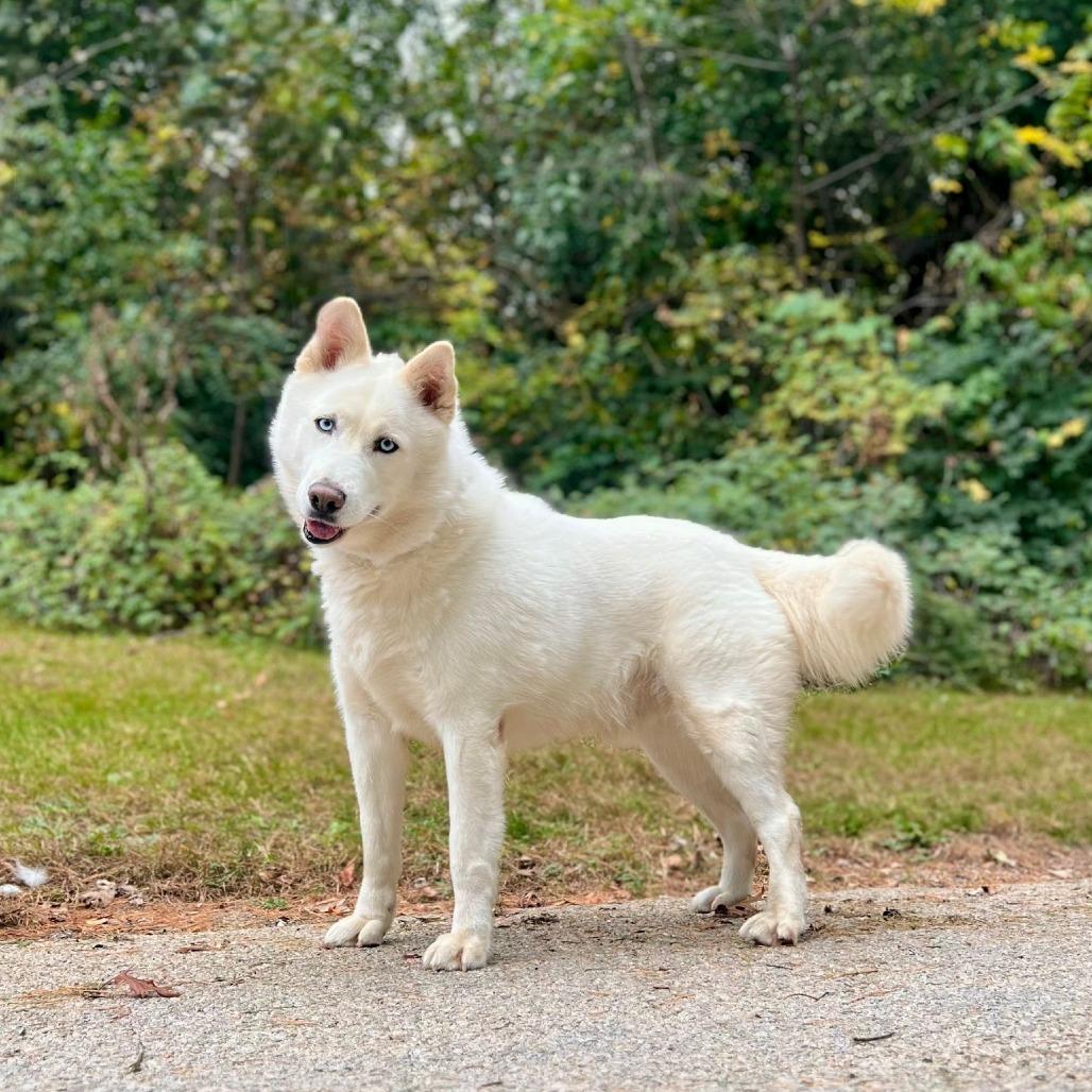 Enlarge Ky, a Adoptable Husky in Geneseo, IL image 1/1