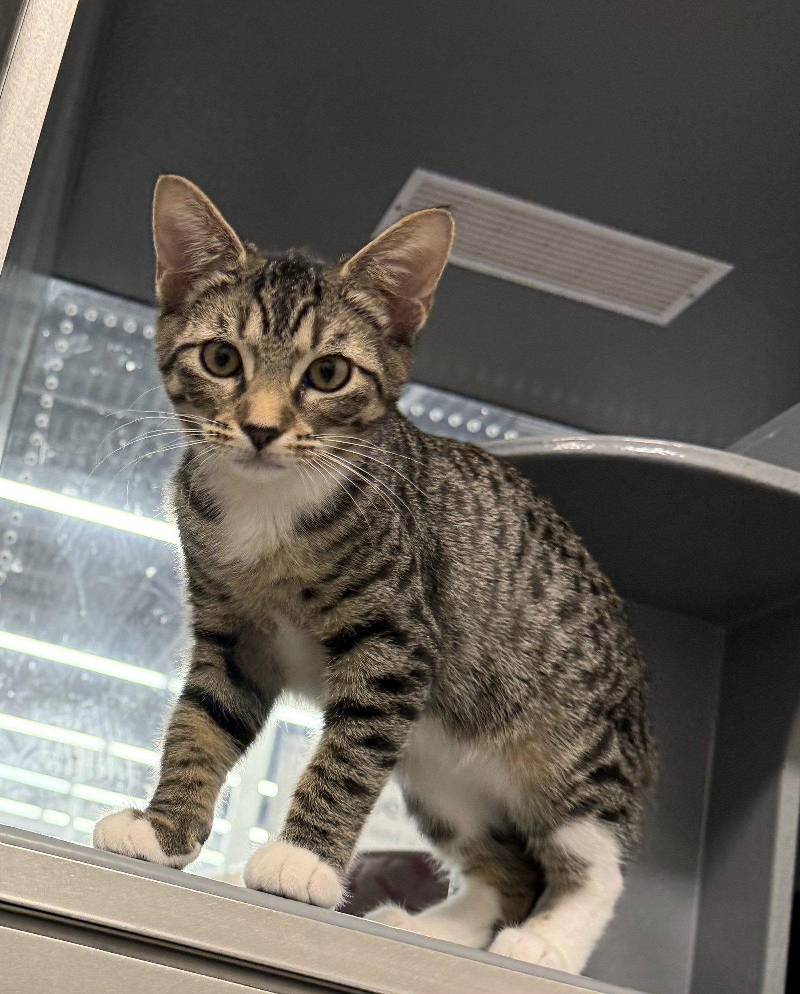Bluebell, Adoptable, Kitten Female Domestic Short Hair & Tabby.