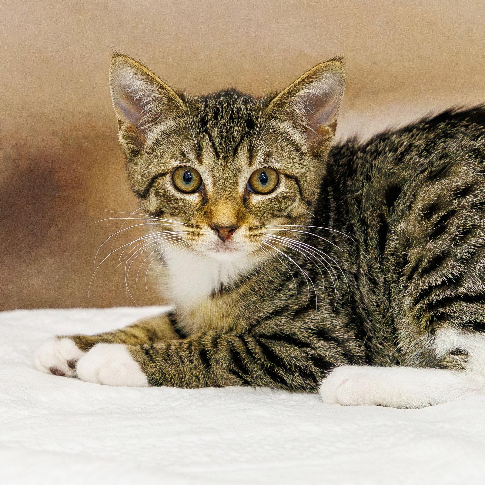Enlarge Bluebell, a Adoptable mixed breed in St. Cloud, FL image 2/3