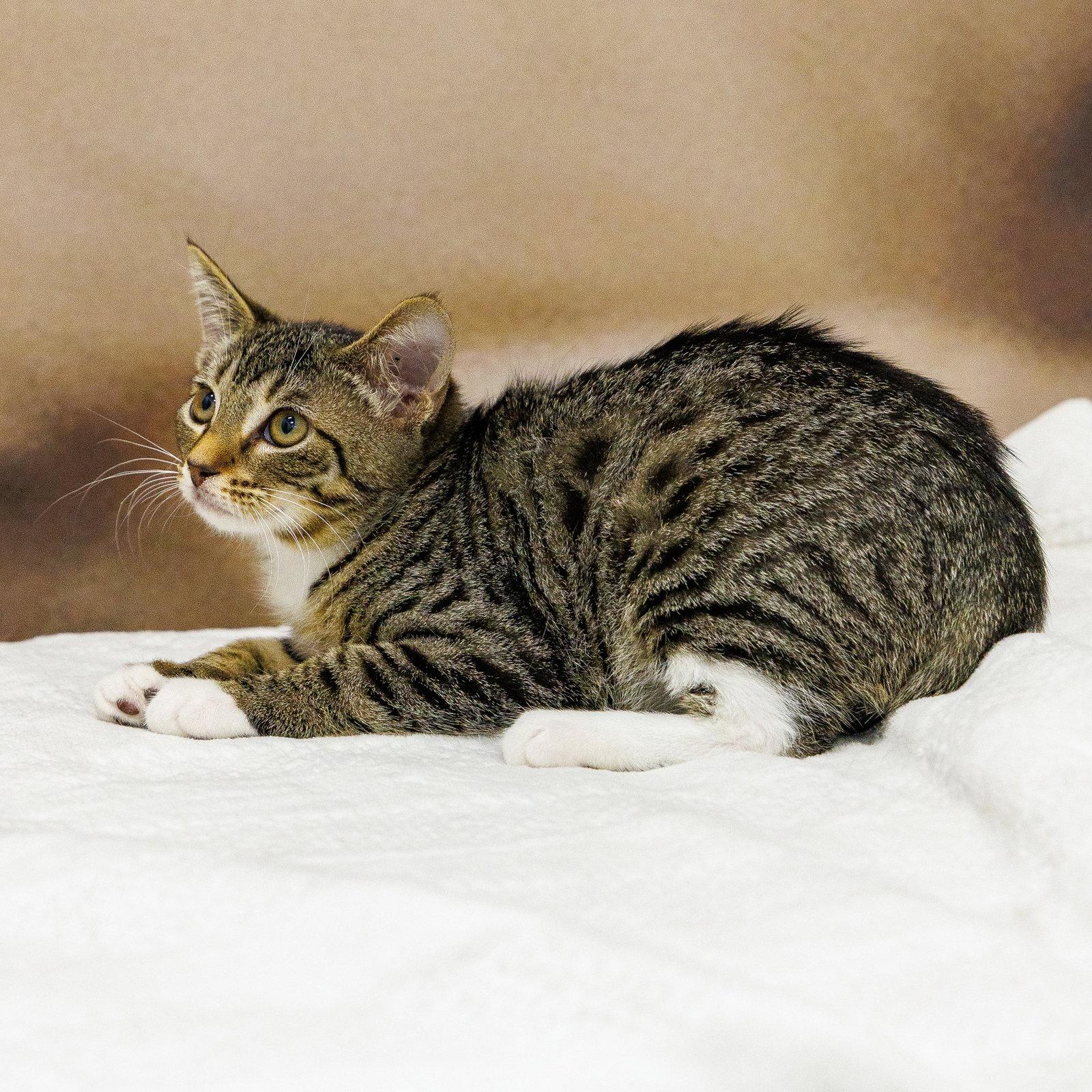 Enlarge Bluebell, a Adoptable mixed breed in St. Cloud, FL image 3/3