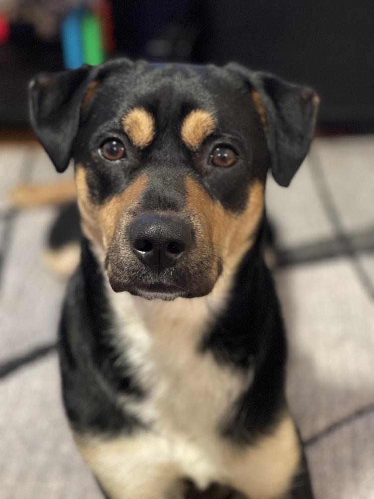 Enlarge Milo, a Adoptable Terrier in Orlando, FL image 1/4