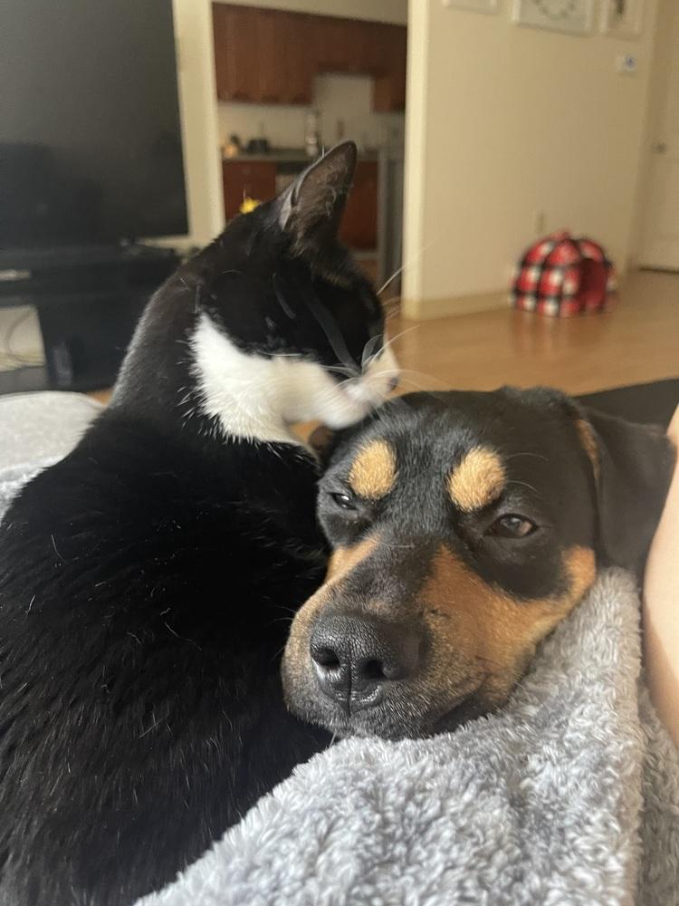 Milo, Adoptable, Adult Male Terrier.