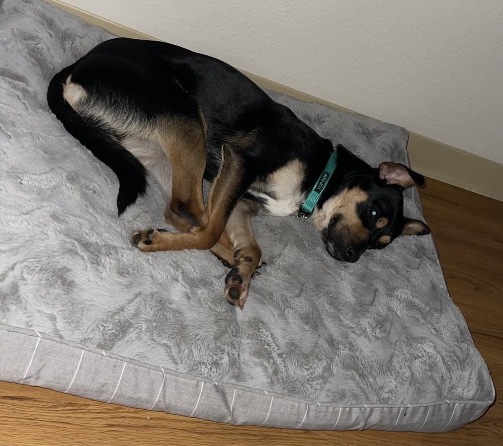 Enlarge Milo, a Adoptable Terrier in Orlando, FL image 3/4