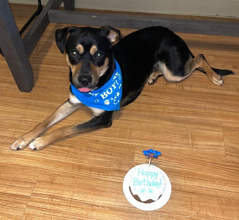 Enlarge Milo, a Adoptable Terrier in Orlando, FL image 4/4