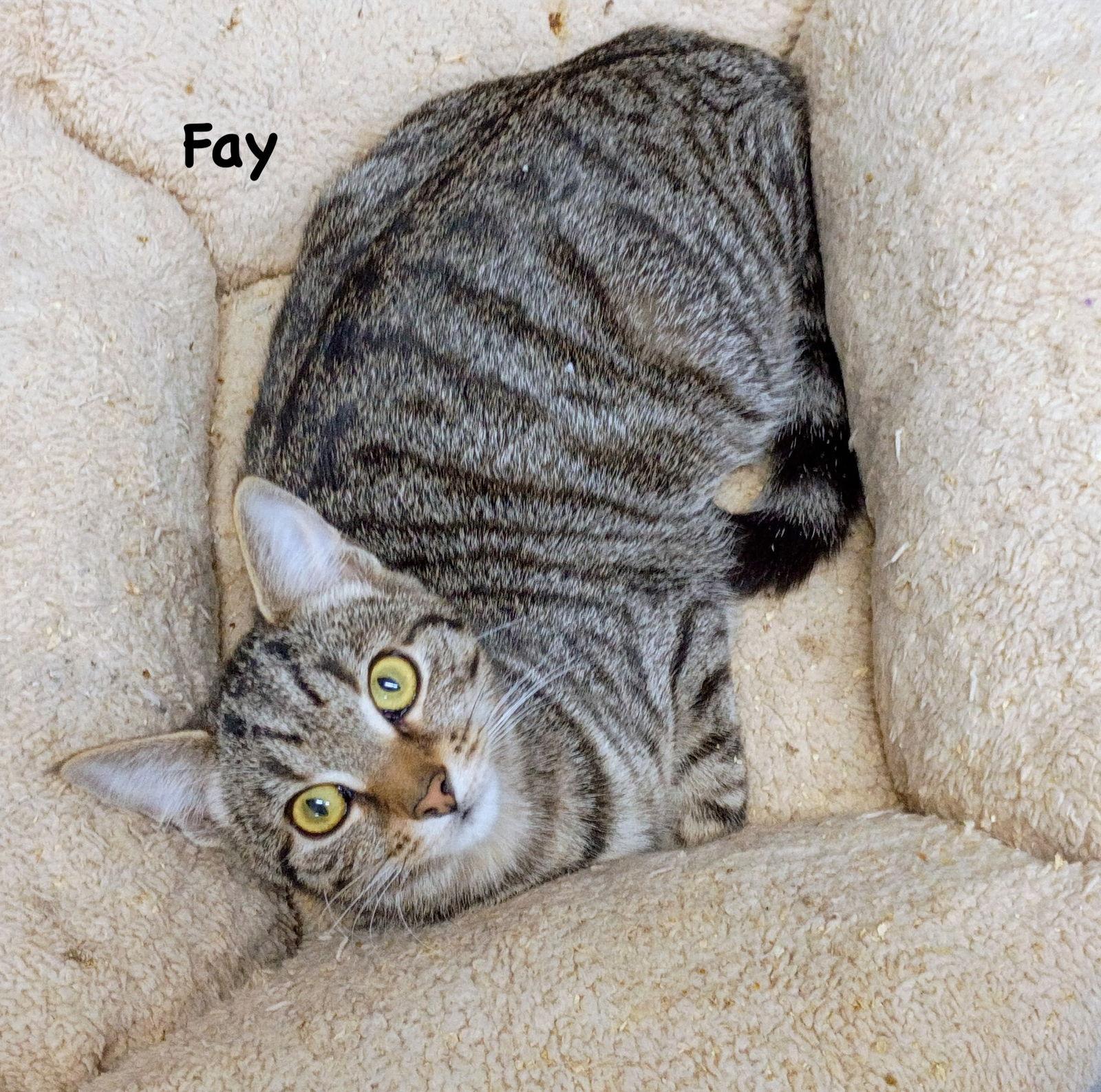 Fay, Adoptable, Young Female Domestic Short Hair & Tabby.