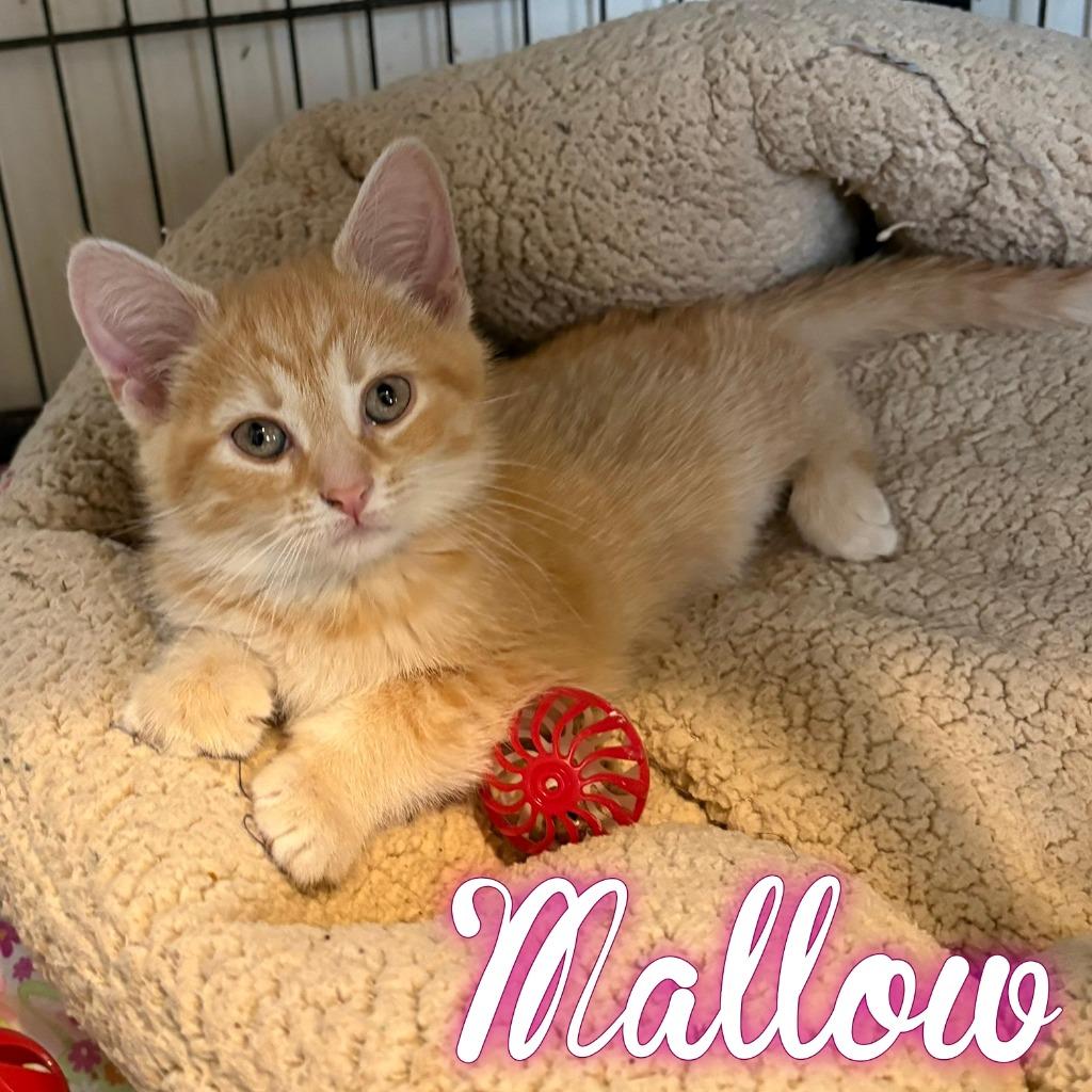 Mallow, Adoptable, Kitten Female Domestic Short Hair.