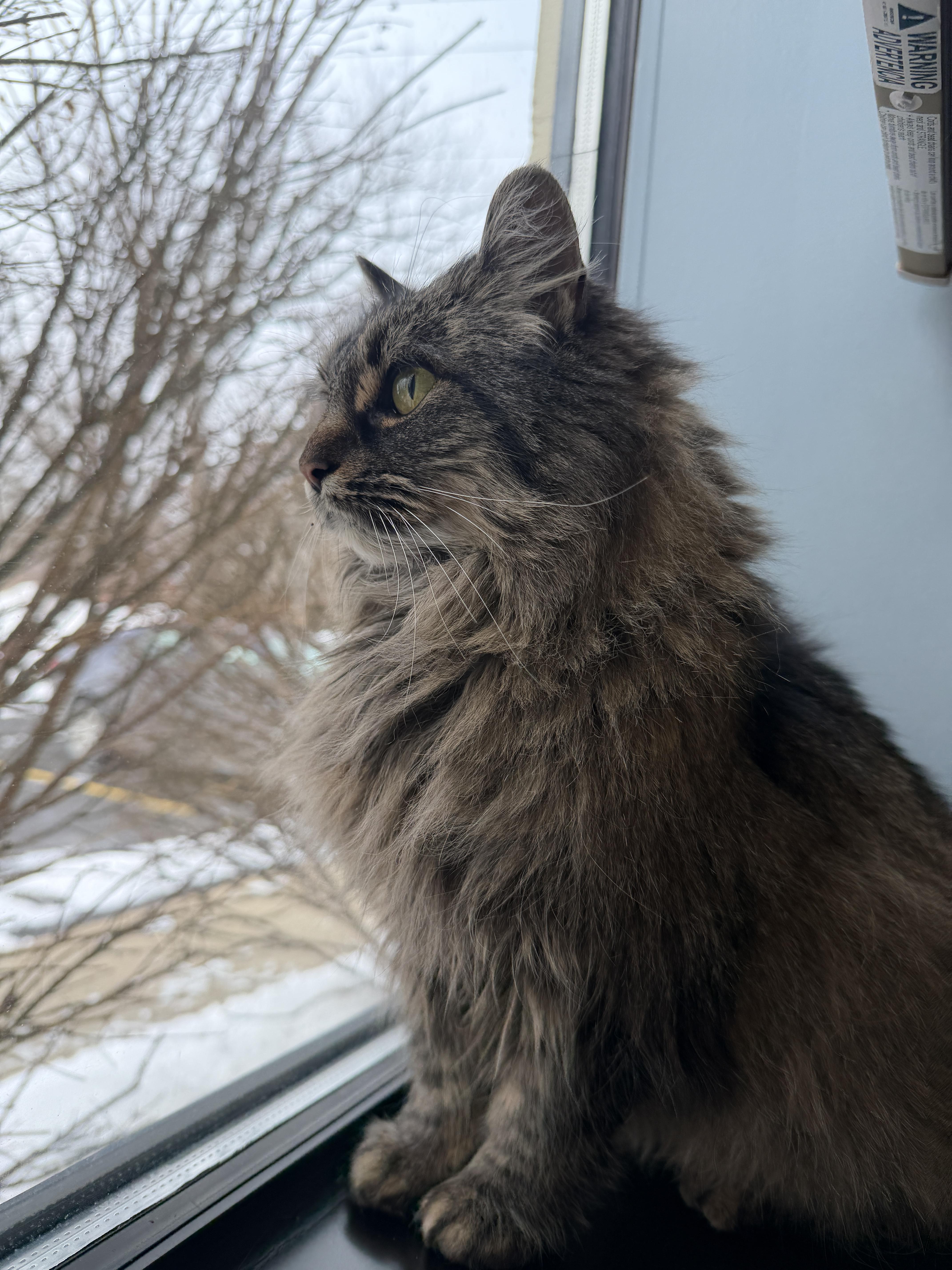Enlarge Amy , an adopted Domestic Long Hair in Johnstown, NY image 3/6