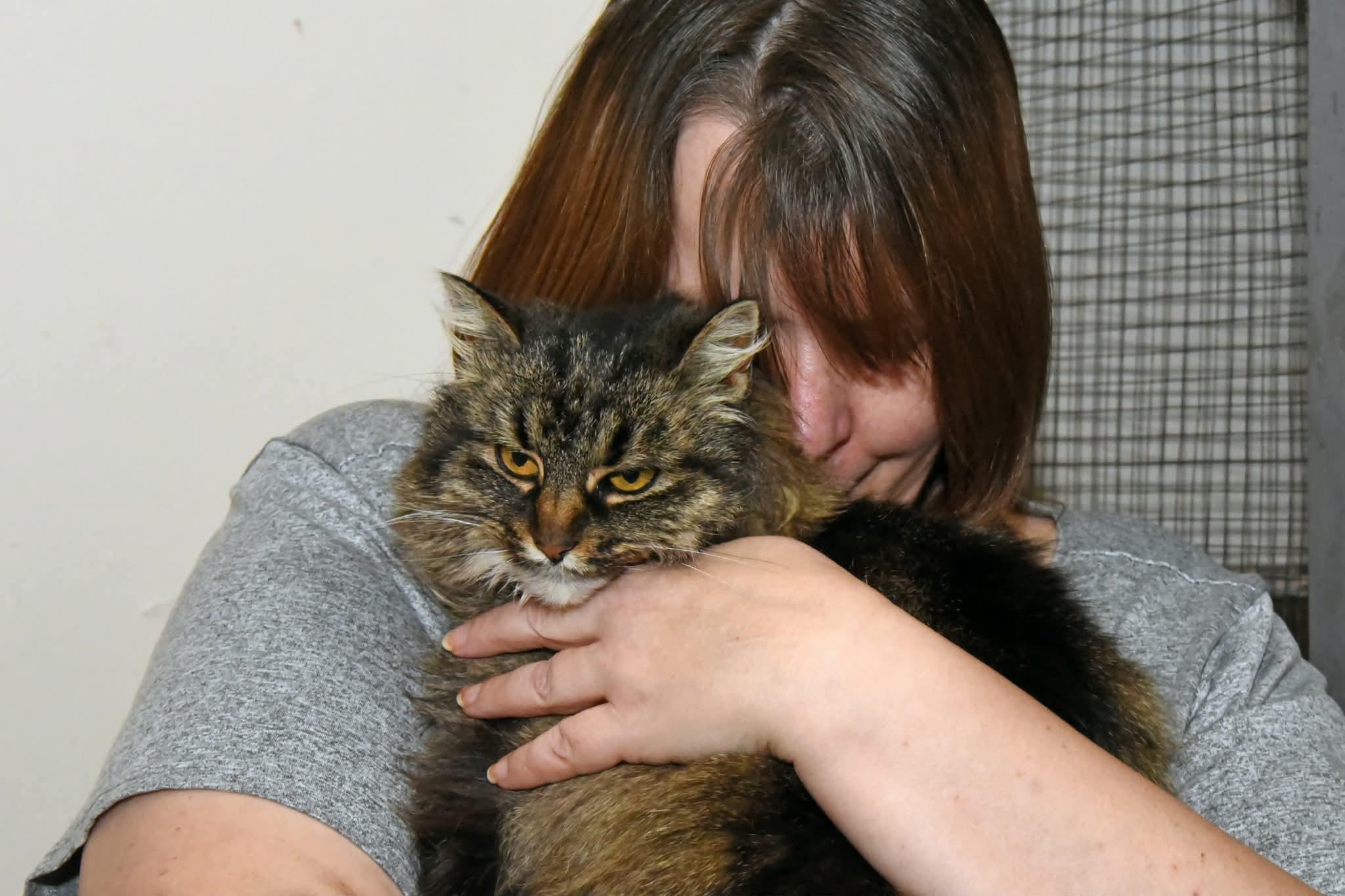 Enlarge Amy , an adopted Domestic Long Hair in Johnstown, NY image 6/6