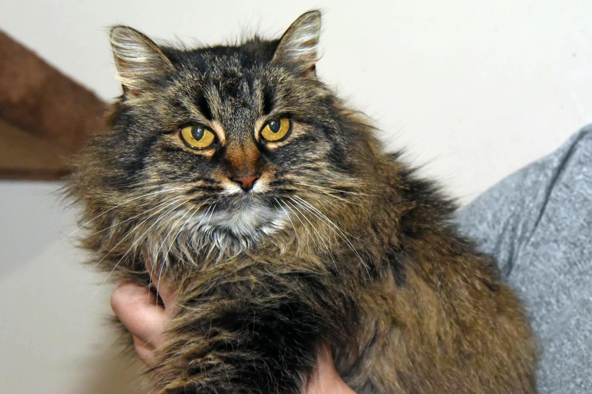 Enlarge Amy , an adopted Domestic Long Hair in Johnstown, NY image 1/6