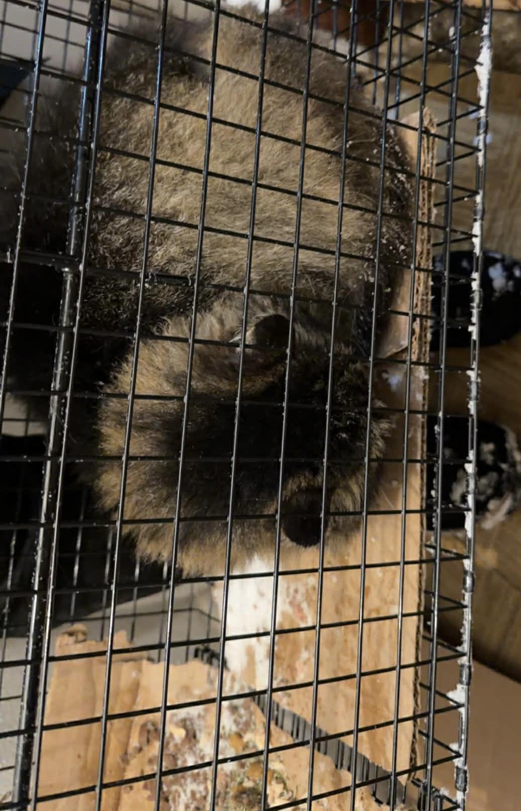 Enlarge Amy , an adopted Domestic Long Hair in Johnstown, NY image 4/6