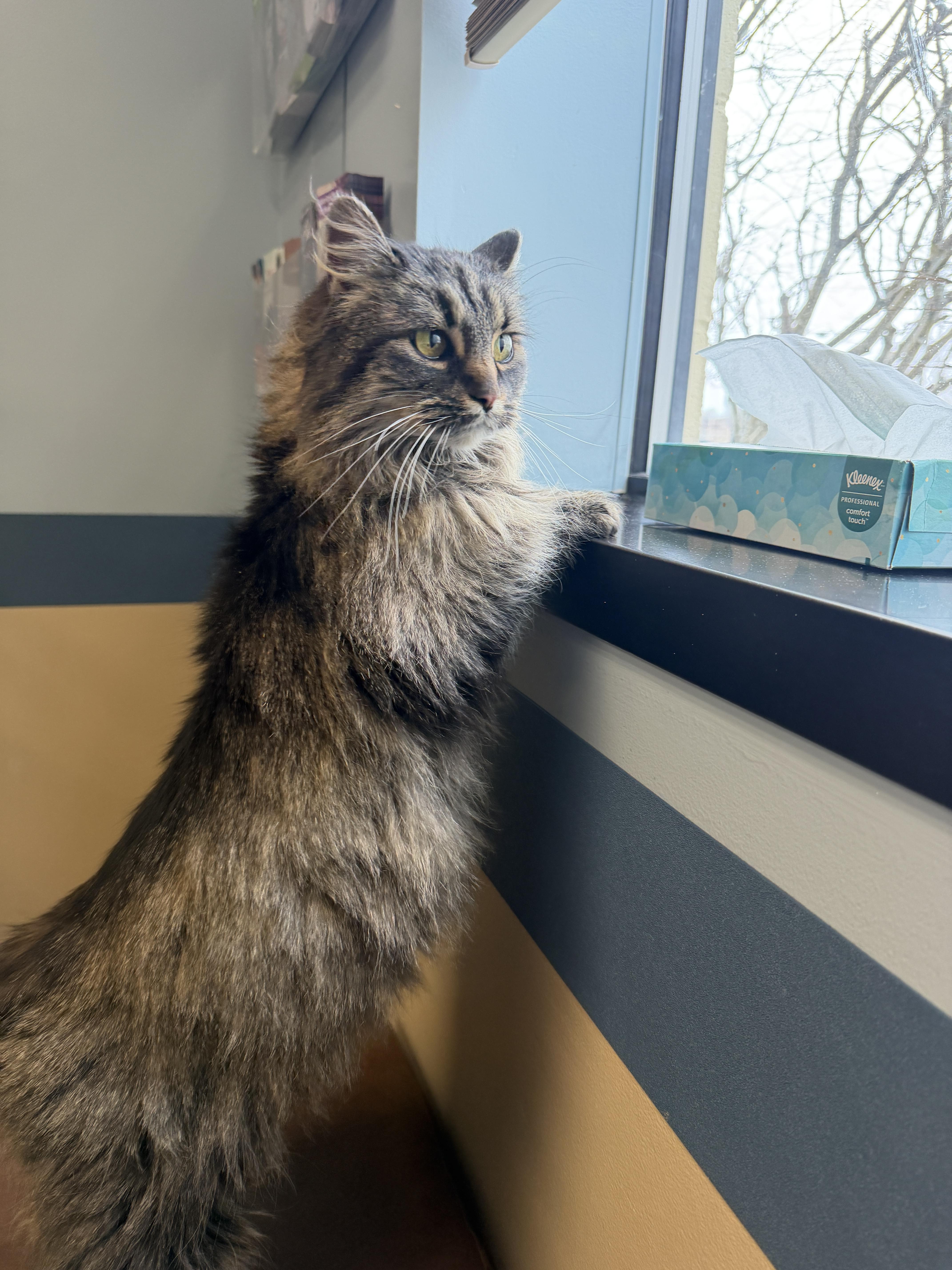 Enlarge Amy , an adopted Domestic Long Hair in Johnstown, NY image 5/6