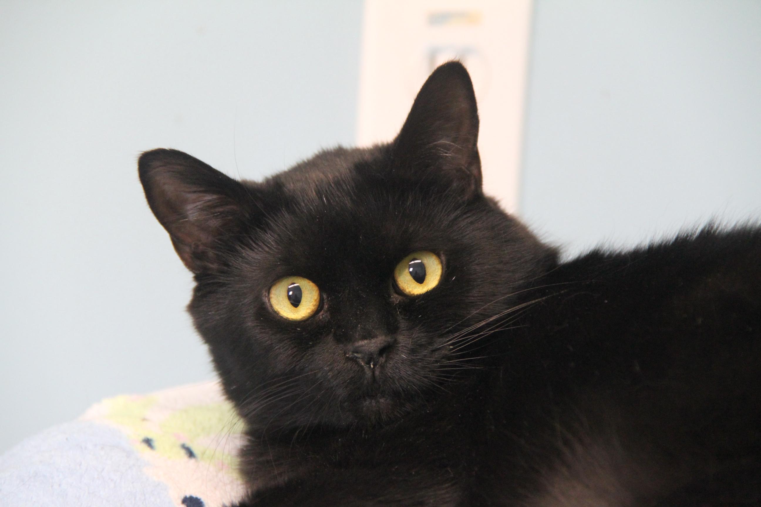 Enlarge Henry, a ADOPTABLE Domestic Short Hair in Norton, MA image 1/1