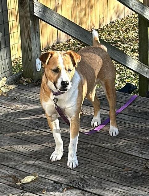 Enlarge Captain Pike "Bingo", a Adoptable mixed breed in Maryville, MO image 4/6