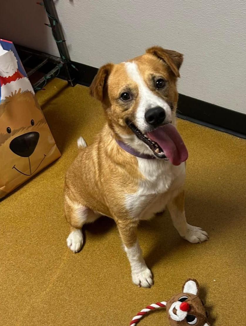 Enlarge Captain Pike "Bingo", a Adoptable mixed breed in Maryville, MO image 2/6