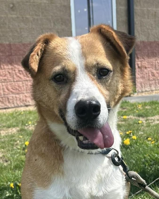 Enlarge Captain Pike "Bingo", a Adoptable mixed breed in Maryville, MO image 1/6