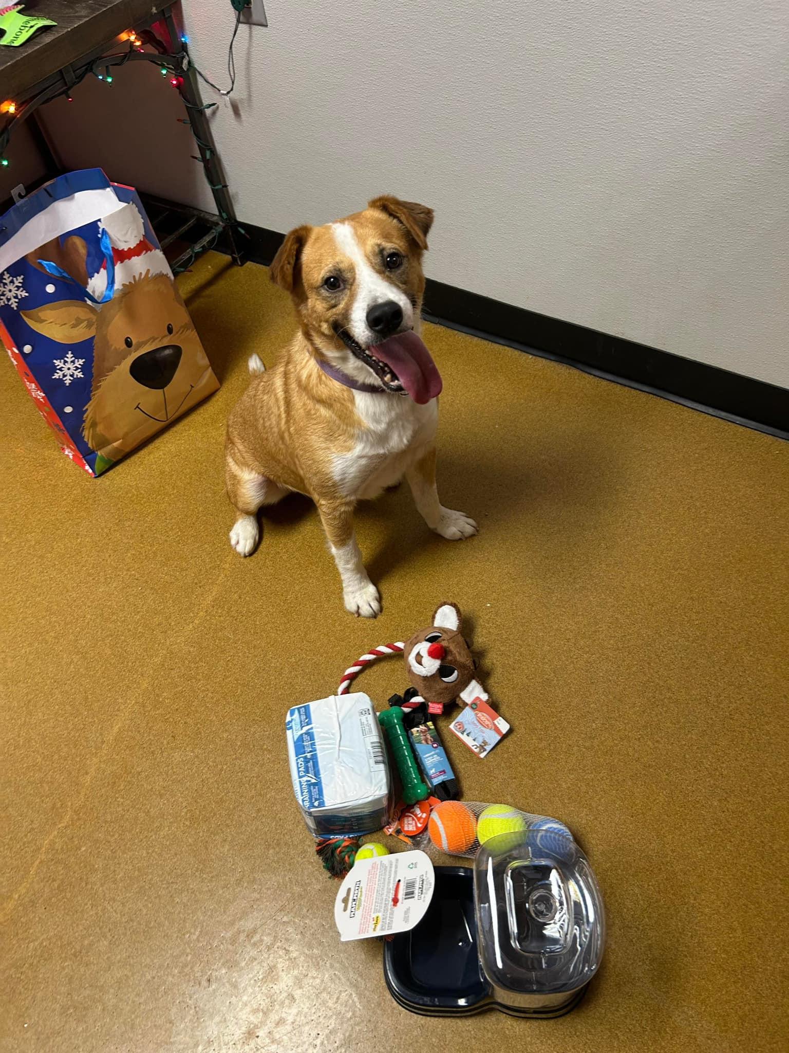 Enlarge Captain Pike, a Adoptable mixed breed in Maryville, MO image 2/6