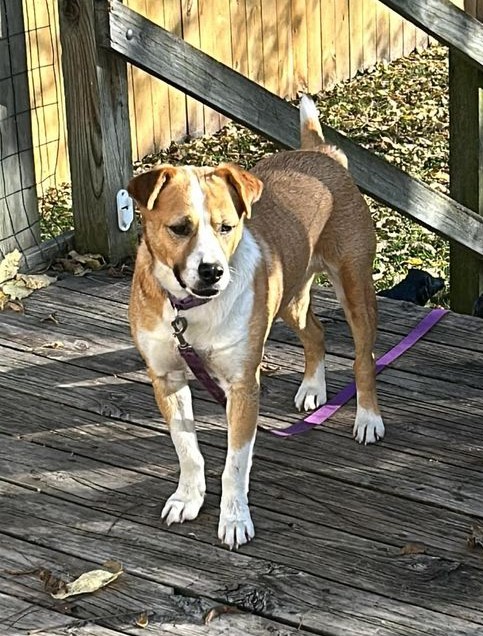 Enlarge Captain Pike, a Adoptable mixed breed in Maryville, MO image 4/6