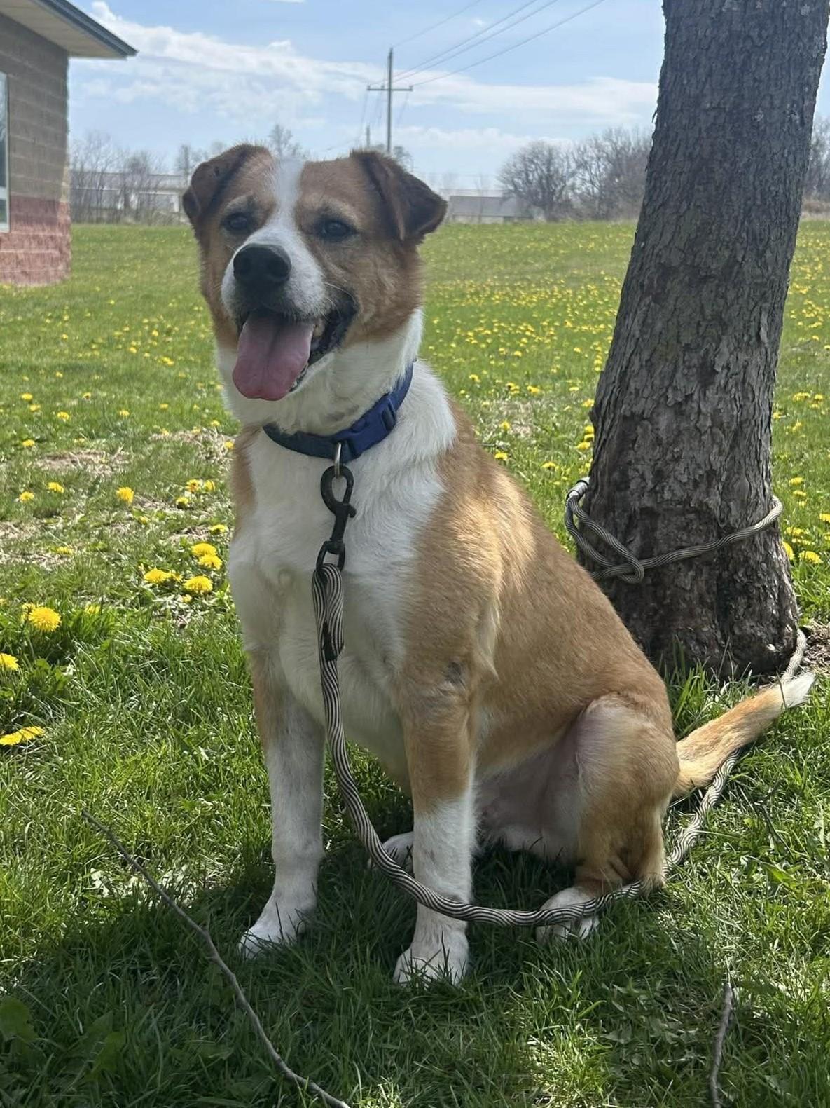 Enlarge Captain Pike "Bingo", a Adoptable mixed breed in Maryville, MO image 5/6