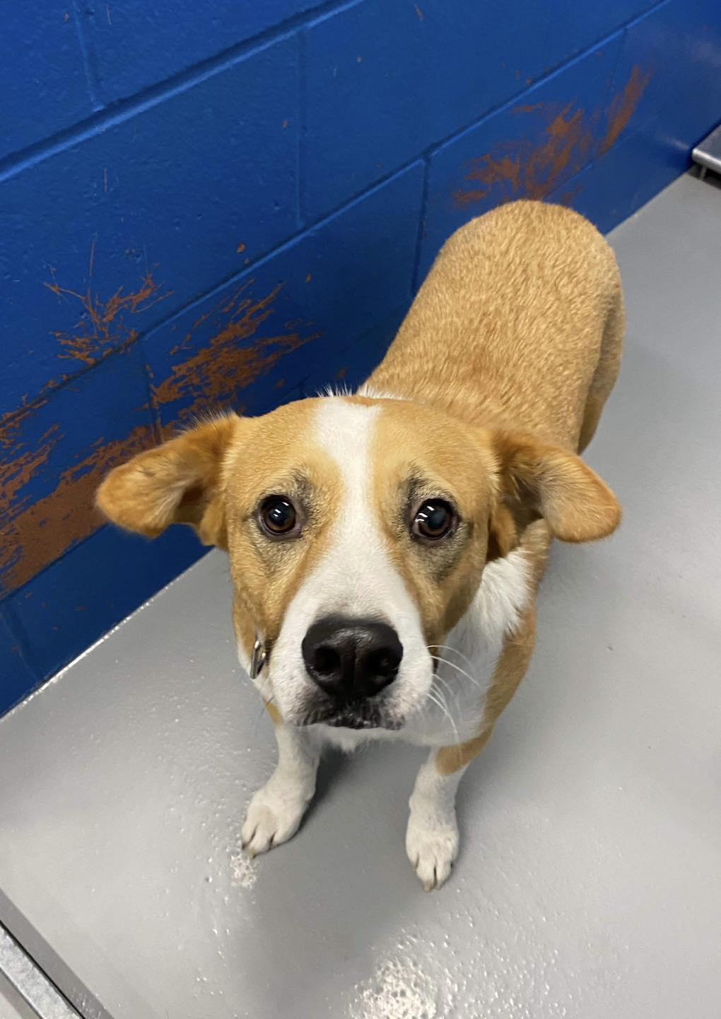 Enlarge Captain Pike "Bingo", a Adoptable mixed breed in Maryville, MO image 6/6