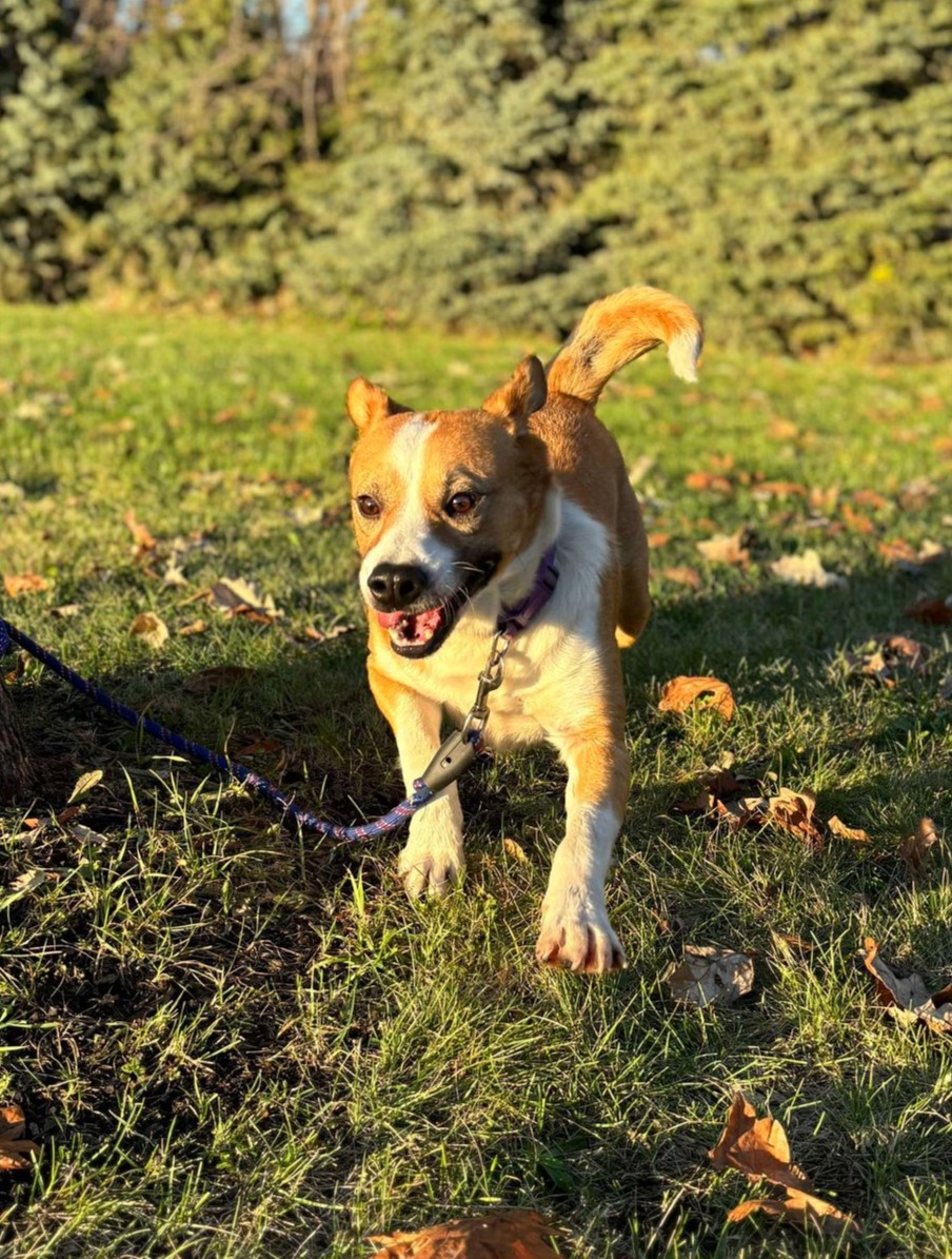 Enlarge Captain Pike, a Adoptable mixed breed in Maryville, MO image 6/6