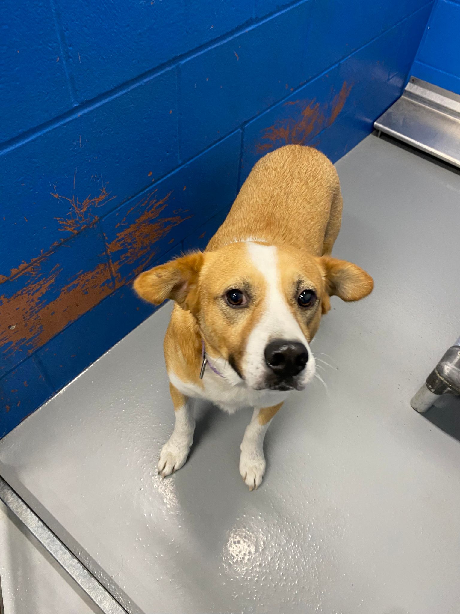 Enlarge Captain Pike, a Adoptable mixed breed in Maryville, MO image 5/6