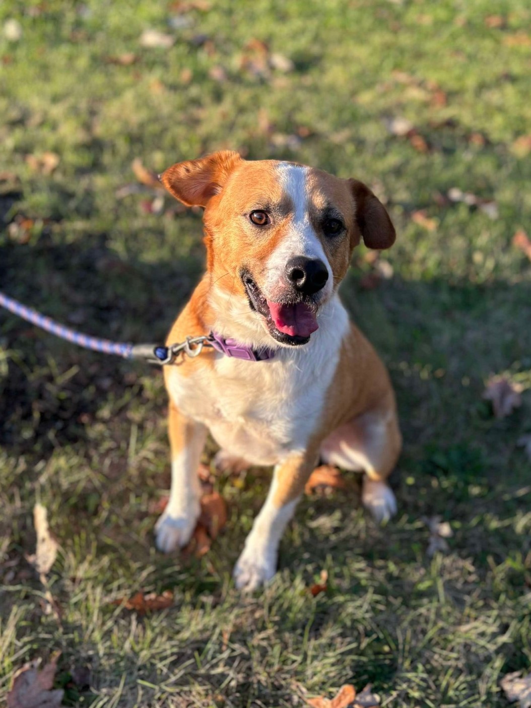 Enlarge Captain Pike, a Adoptable mixed breed in Maryville, MO image 1/6