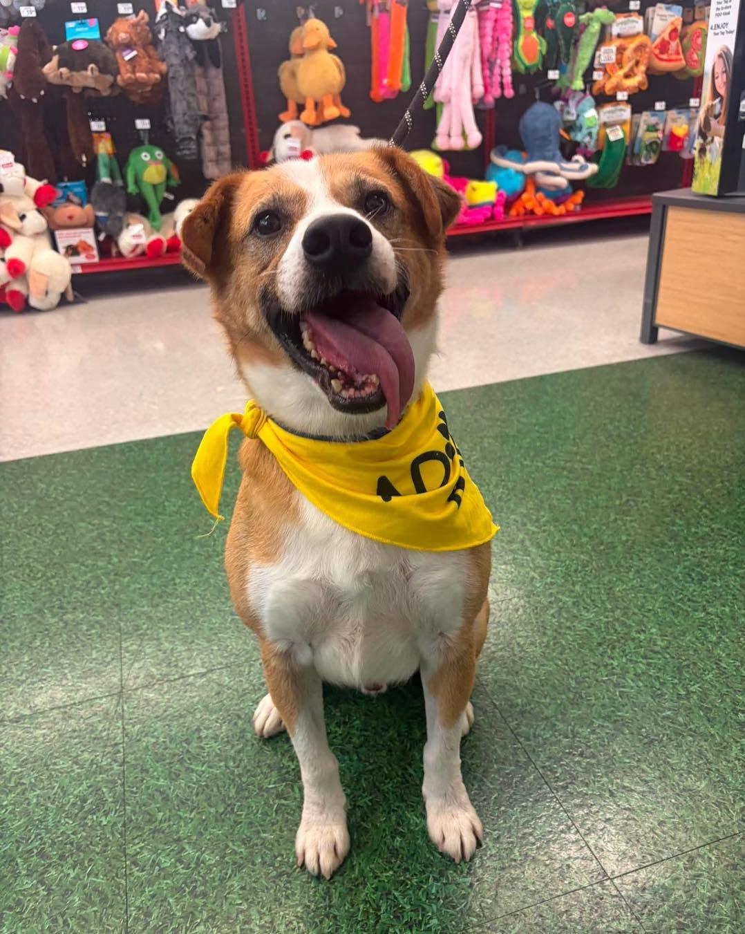 Enlarge Captain Pike "Bingo", a Adoptable mixed breed in Maryville, MO image 2/6
